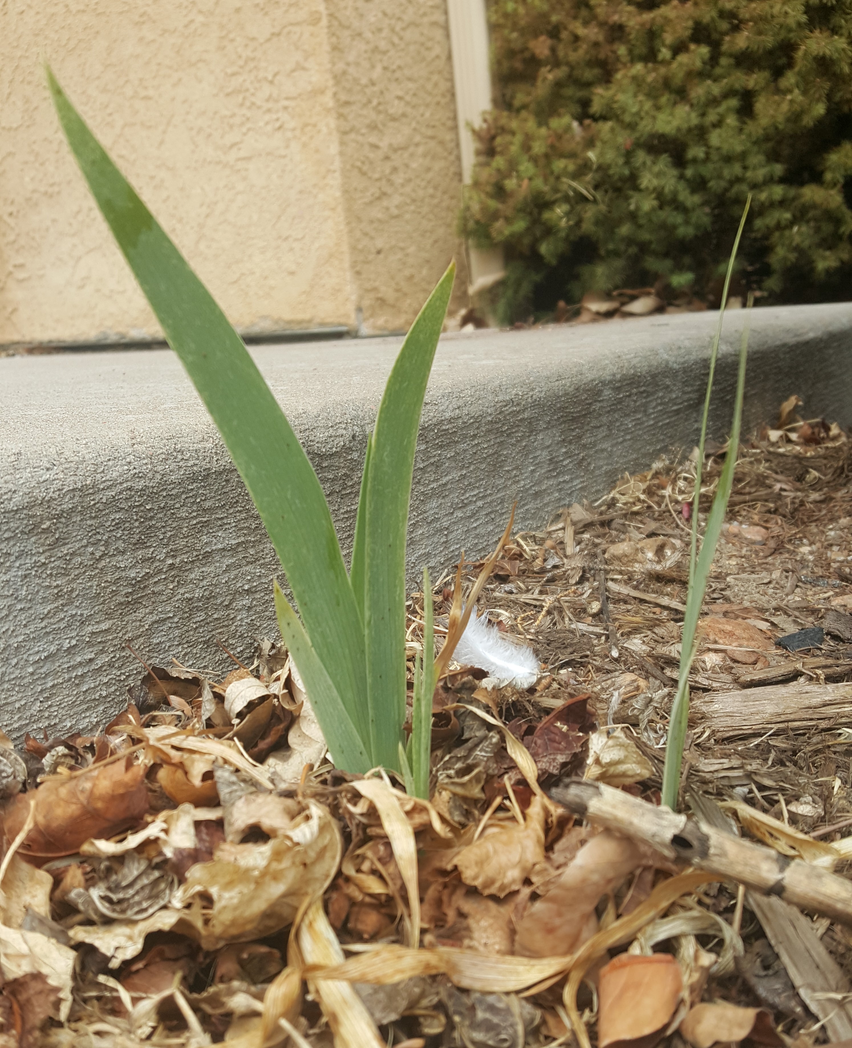 Deceitful Spring! Deceitful Spring!