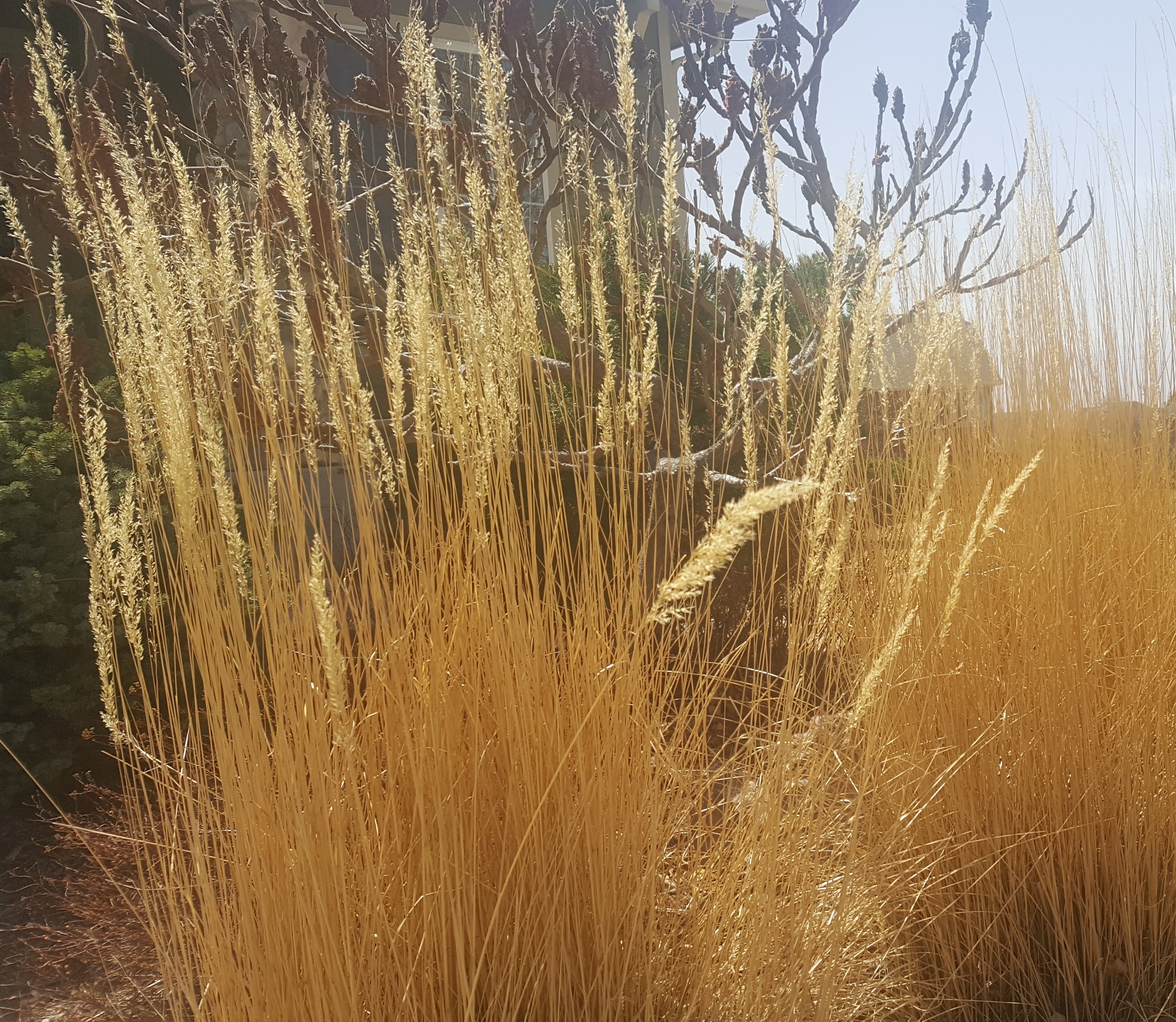 Golden Grass Golden Grass