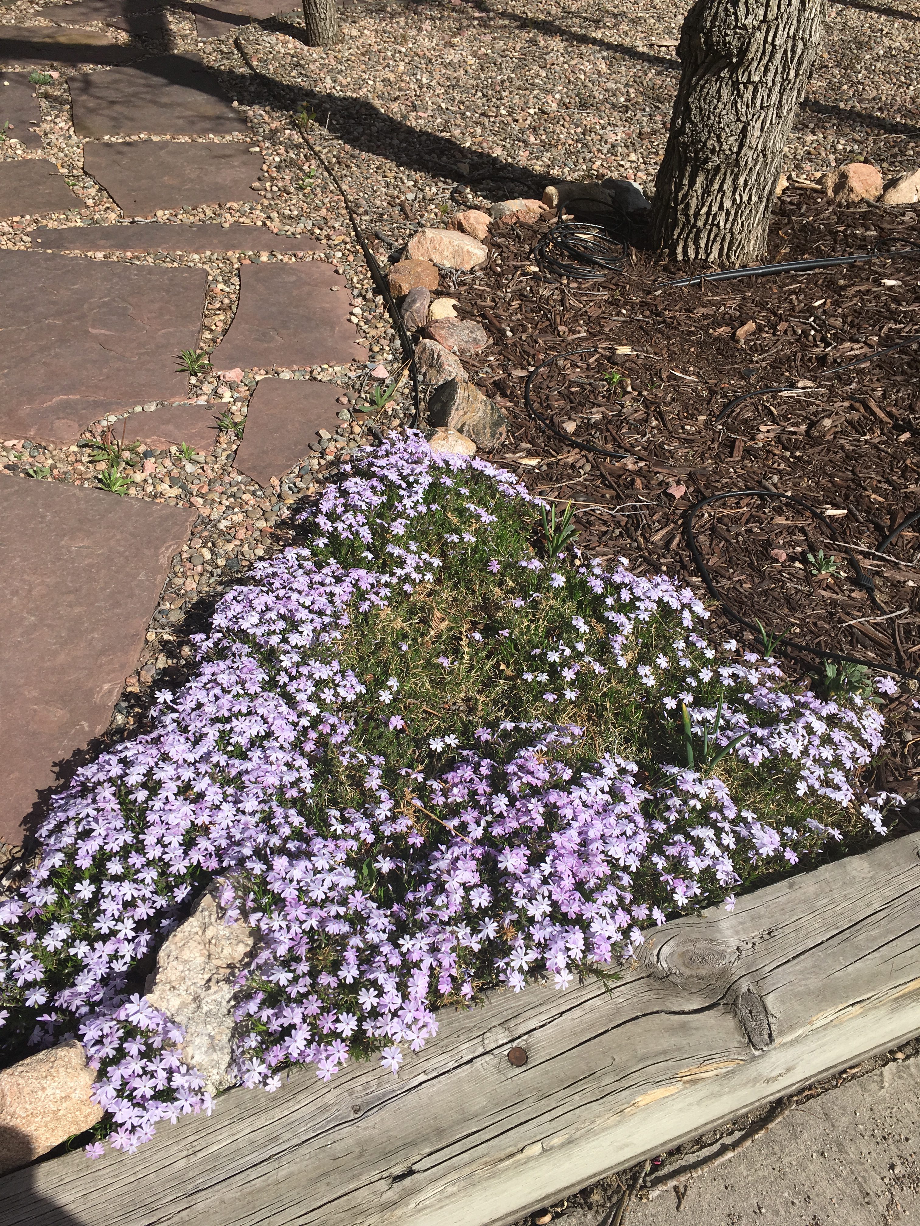 Spring Up