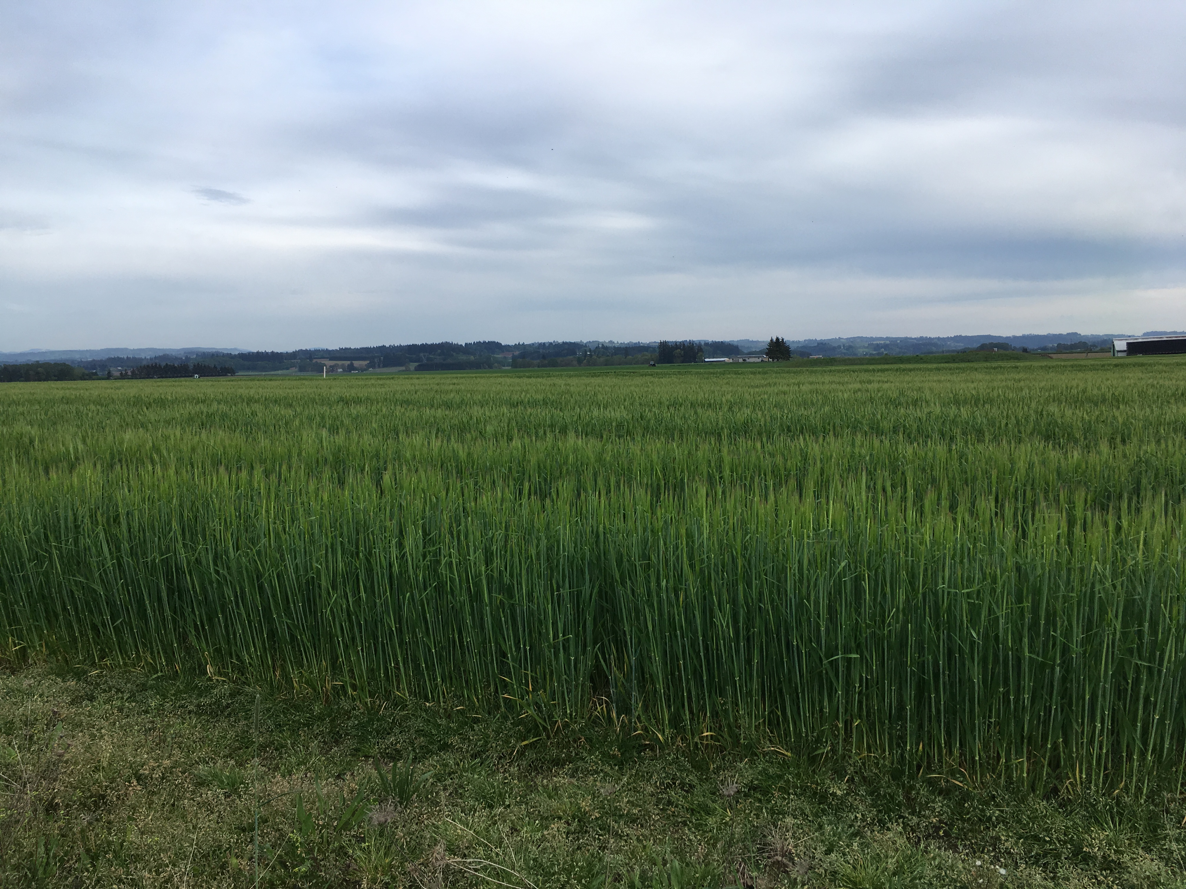 The Harvest is Now!