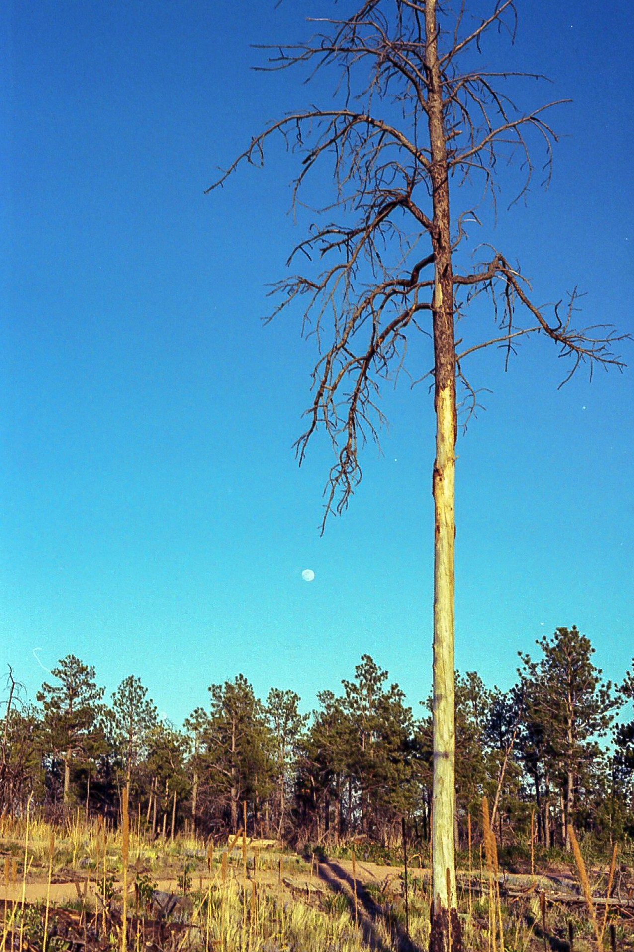 Point Me to the Moon Point Me to the Moon