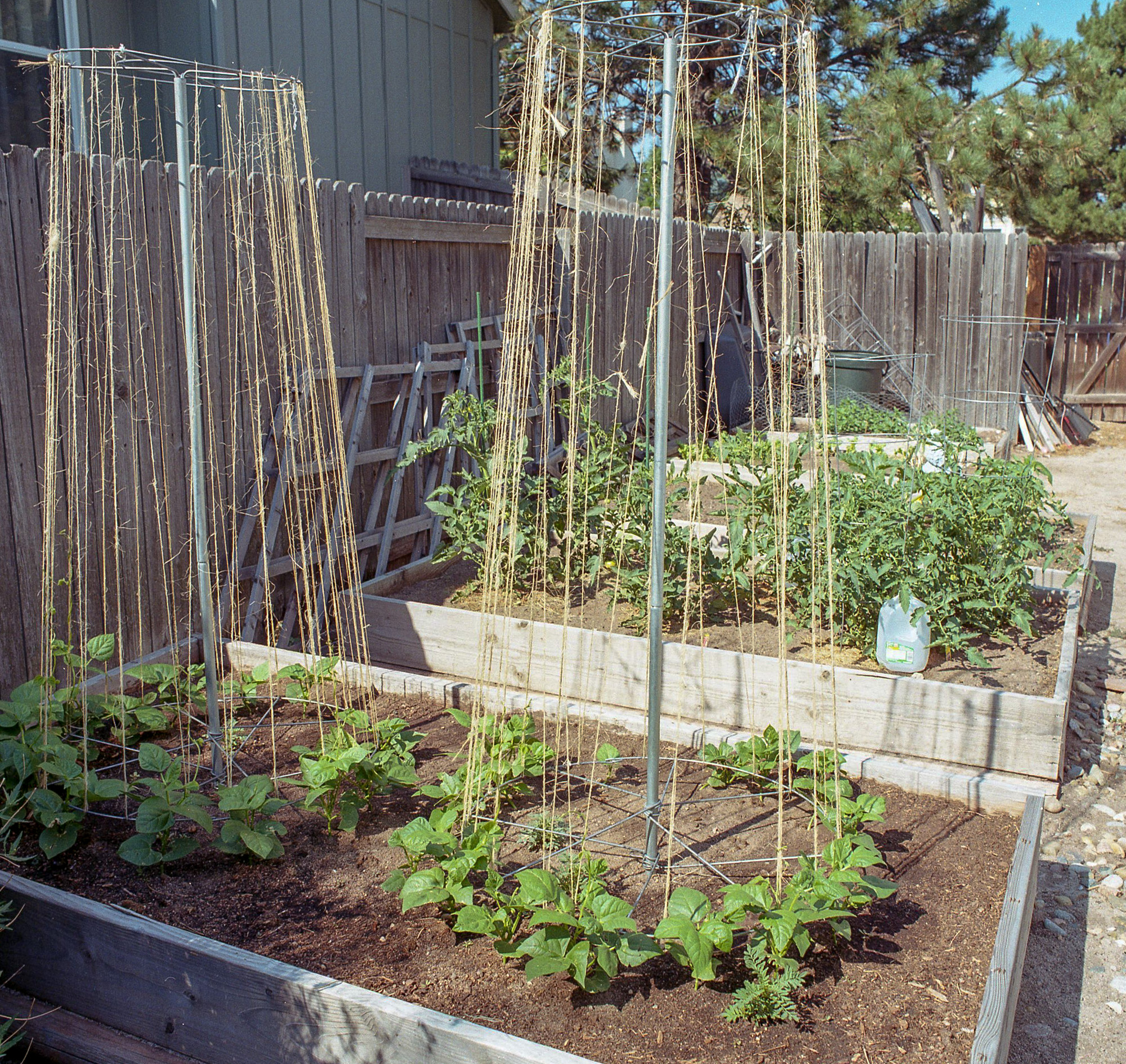 “How Does Your Garden Grow?” “How Does Your Garden Grow?”