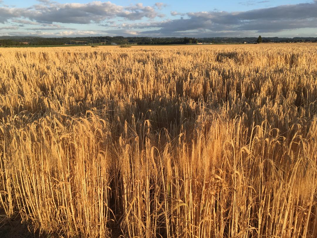 Harvest Time!