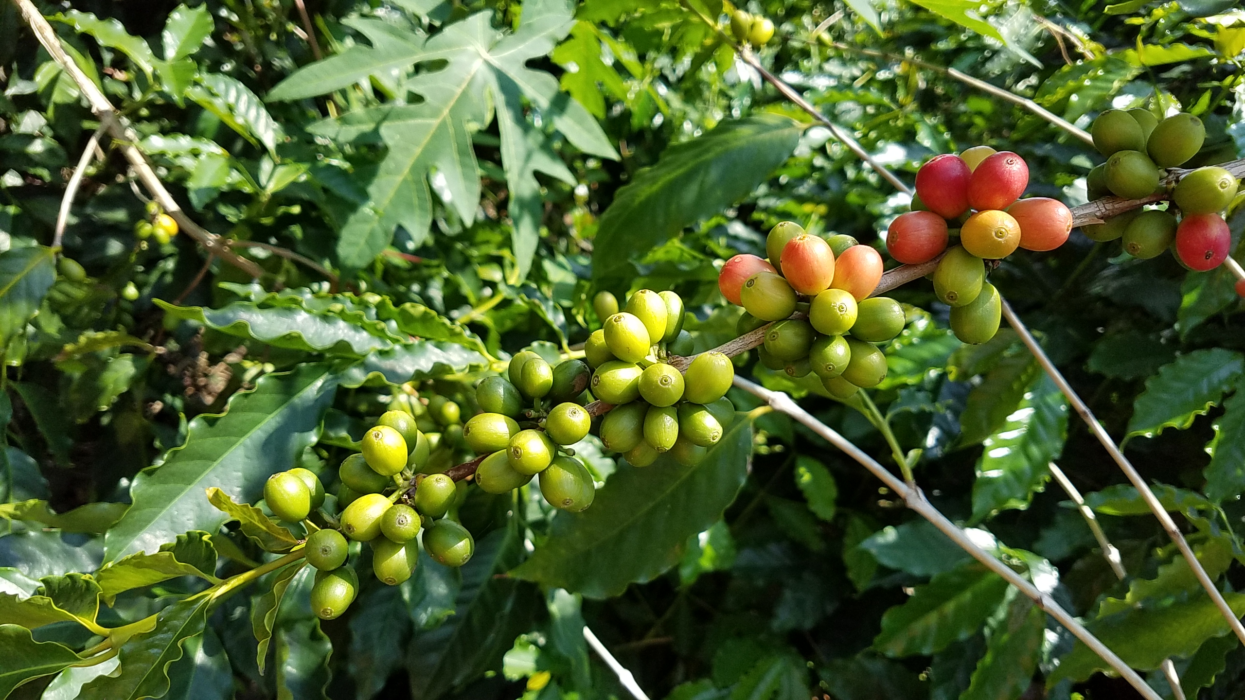 Coffee, Please? Coffee, Please?