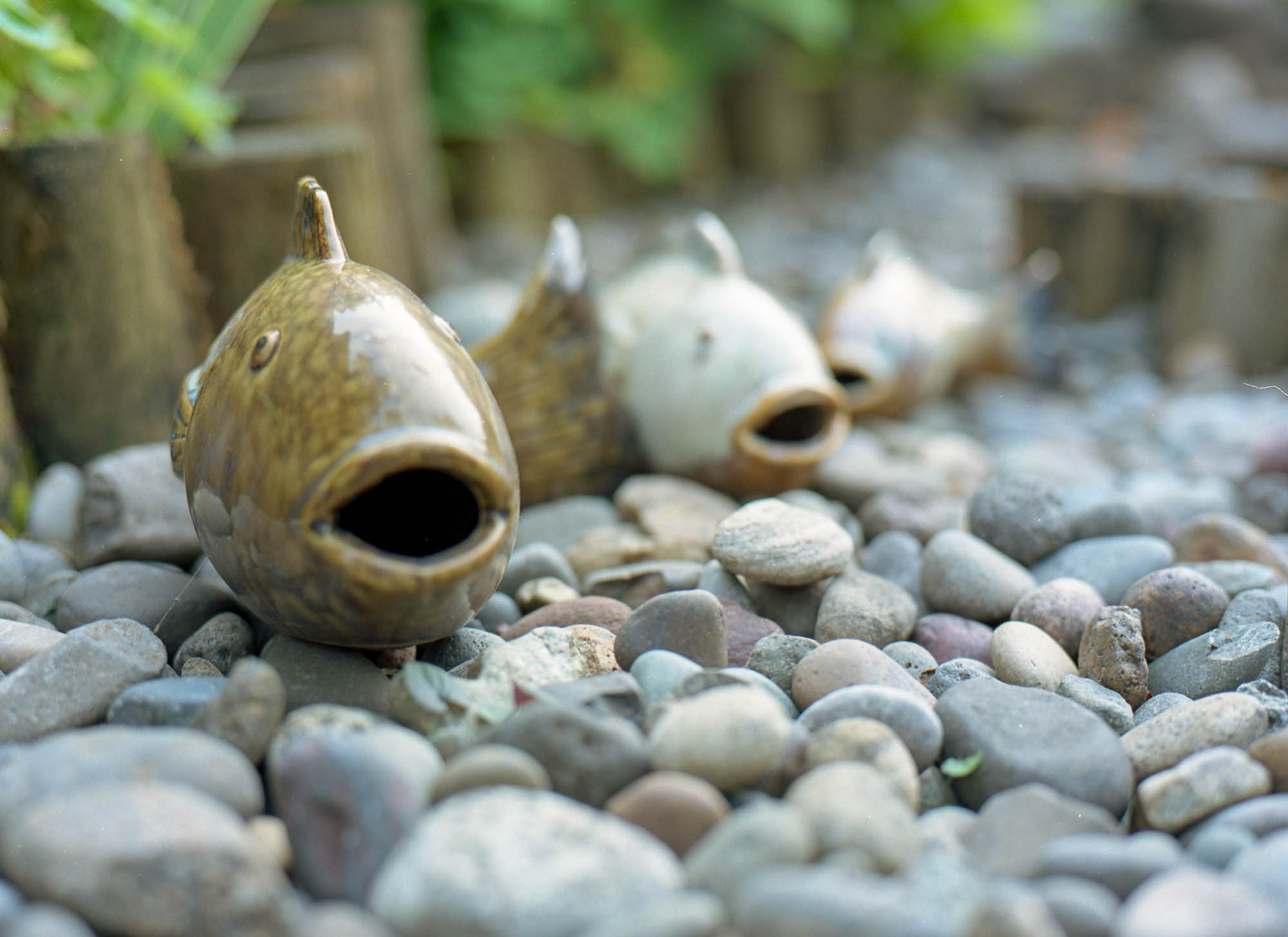 Fish Out of Water