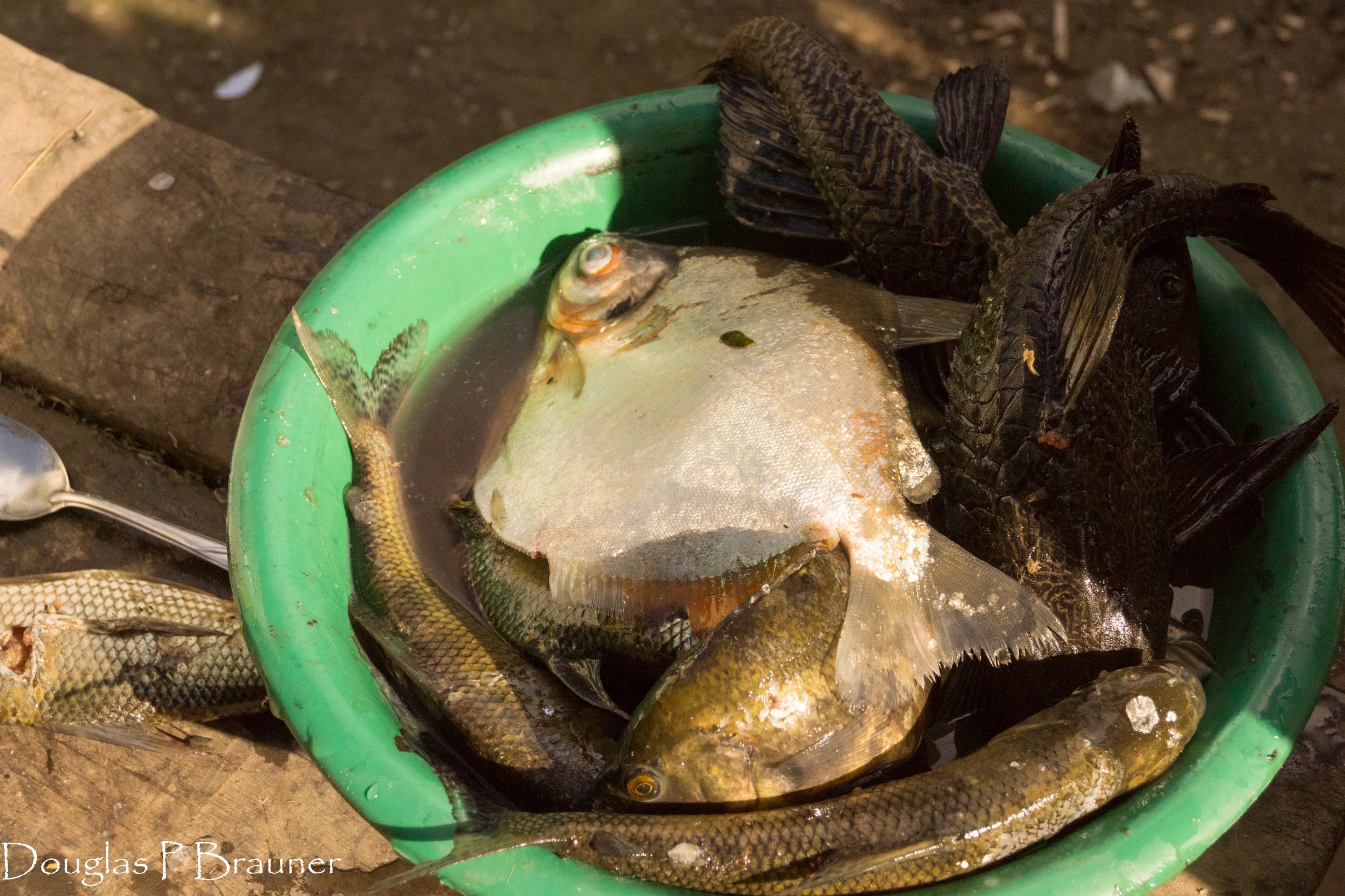 Fish of Every Kind