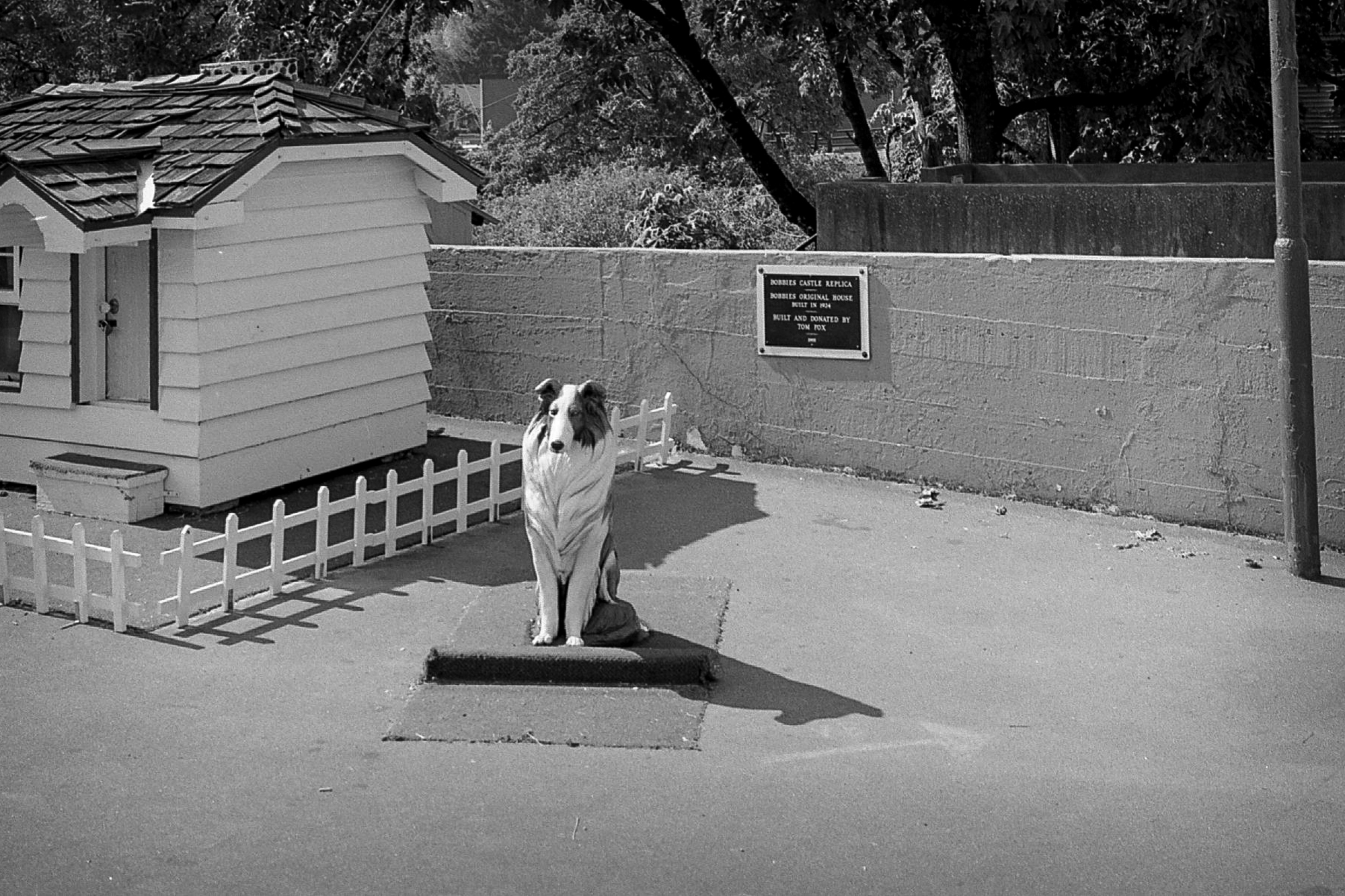 Meet Bobbie the Wonder Dog Meet Bobbie the Wonder Dog