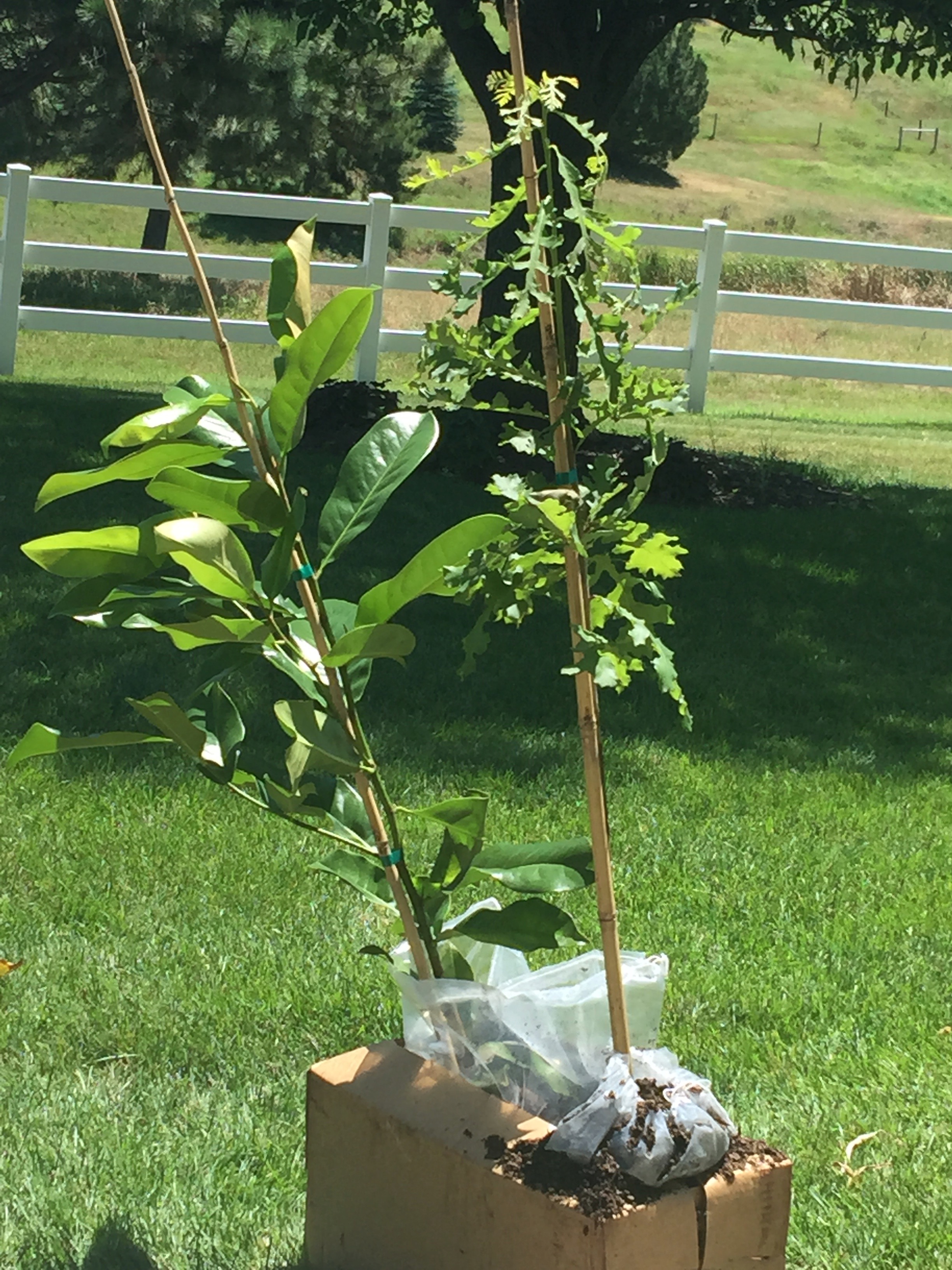 Beautiful Tree