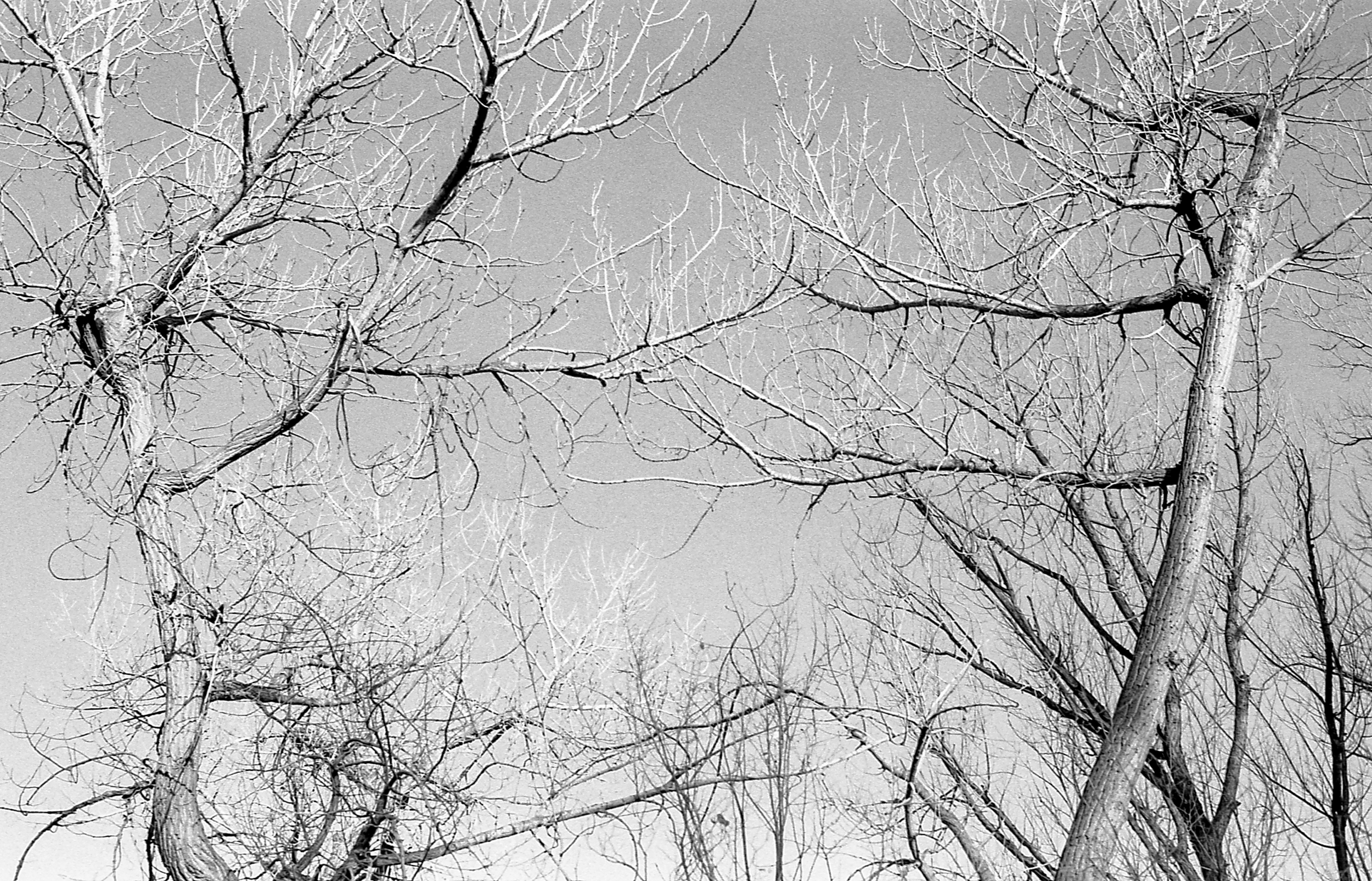 A Dueling Tree Christmas