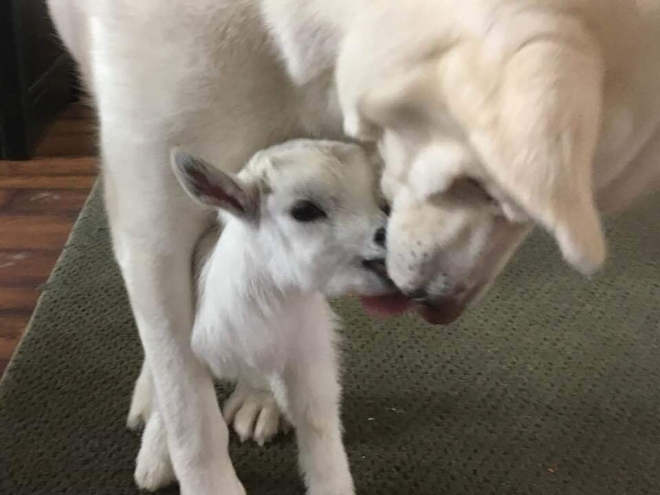 Adopted Adopted
