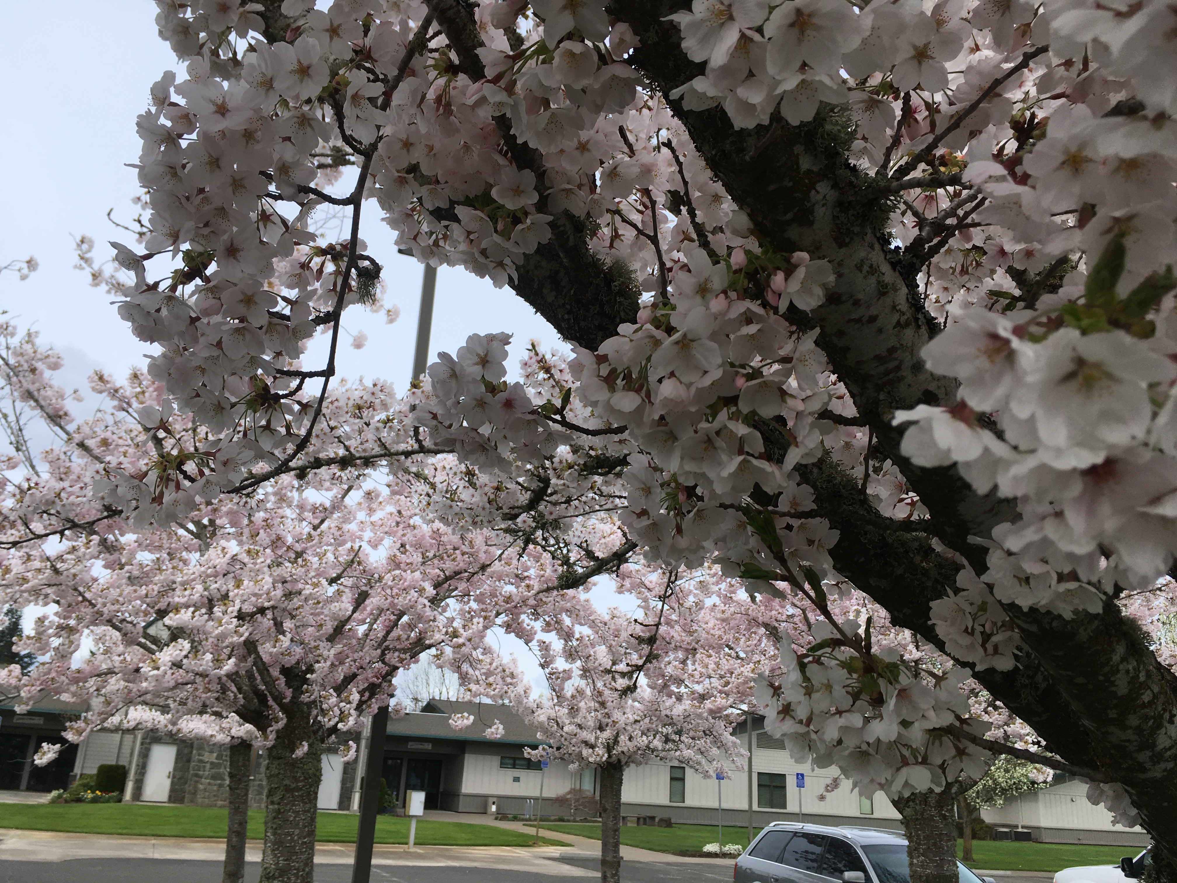 Cherry Blossom Time