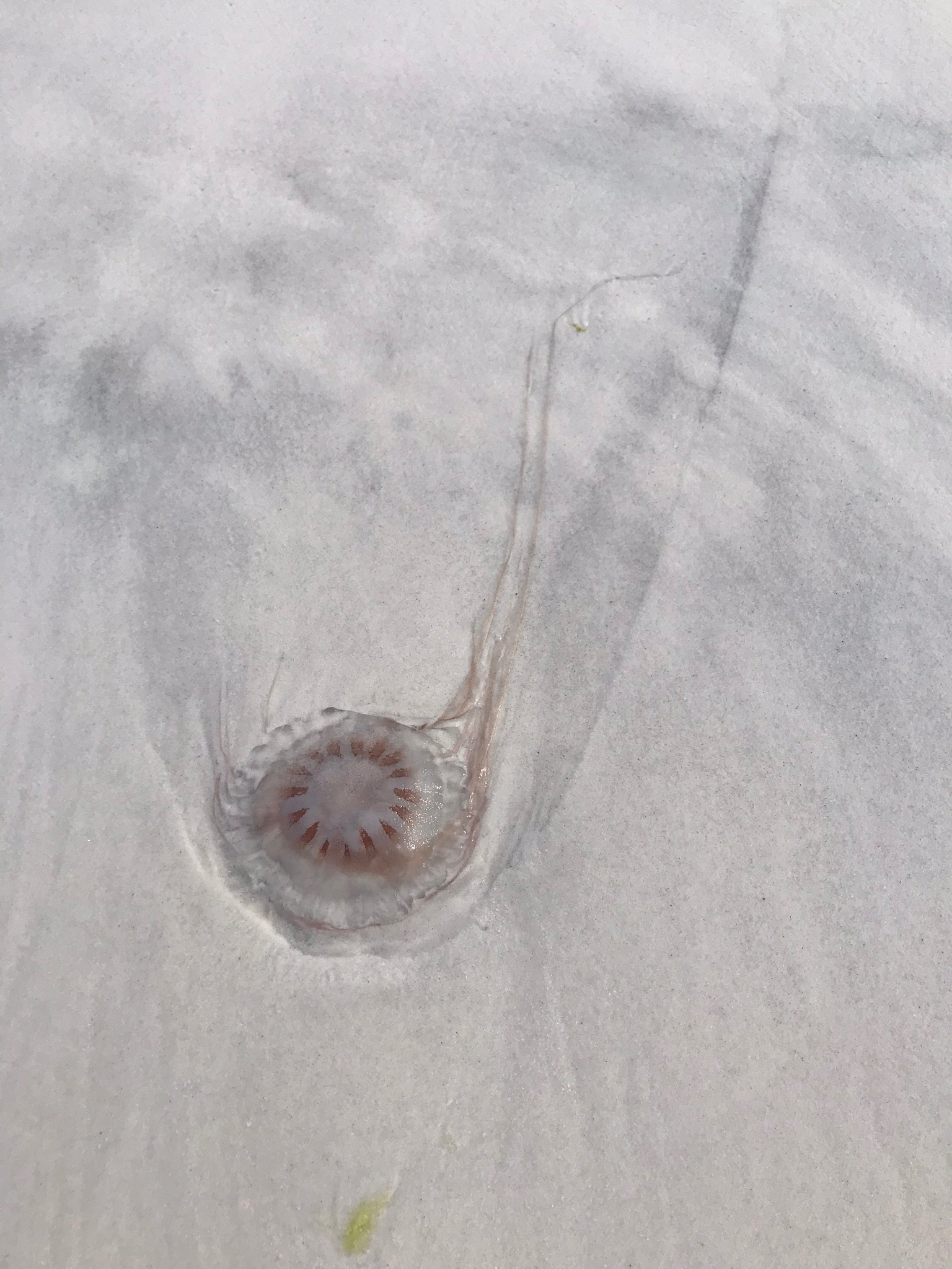 Jellyfish and Sharks Jellyfish and Sharks