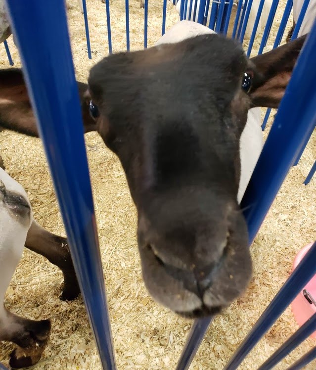Don’t Be Sheepish!