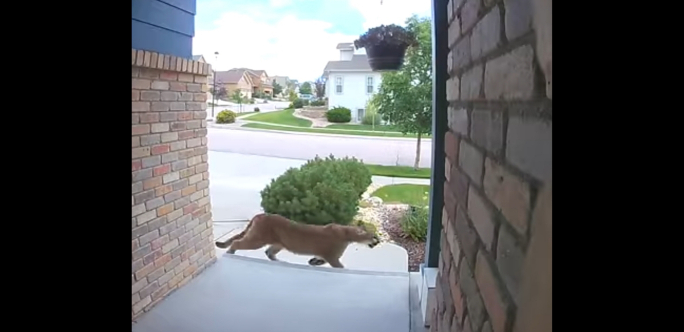 Beware the Lion! Beware the Lion!