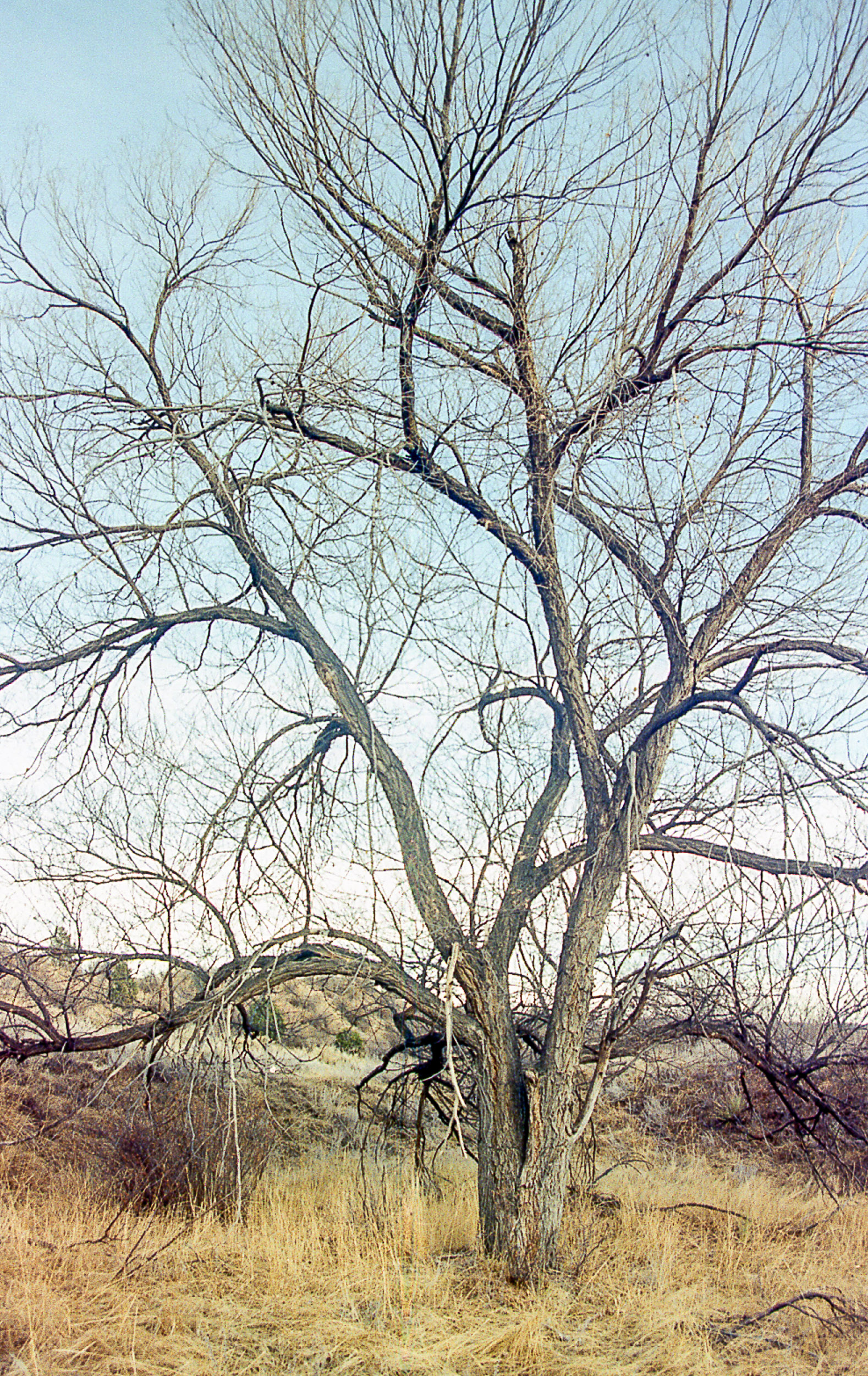 Naked As a Tree Without Leaves