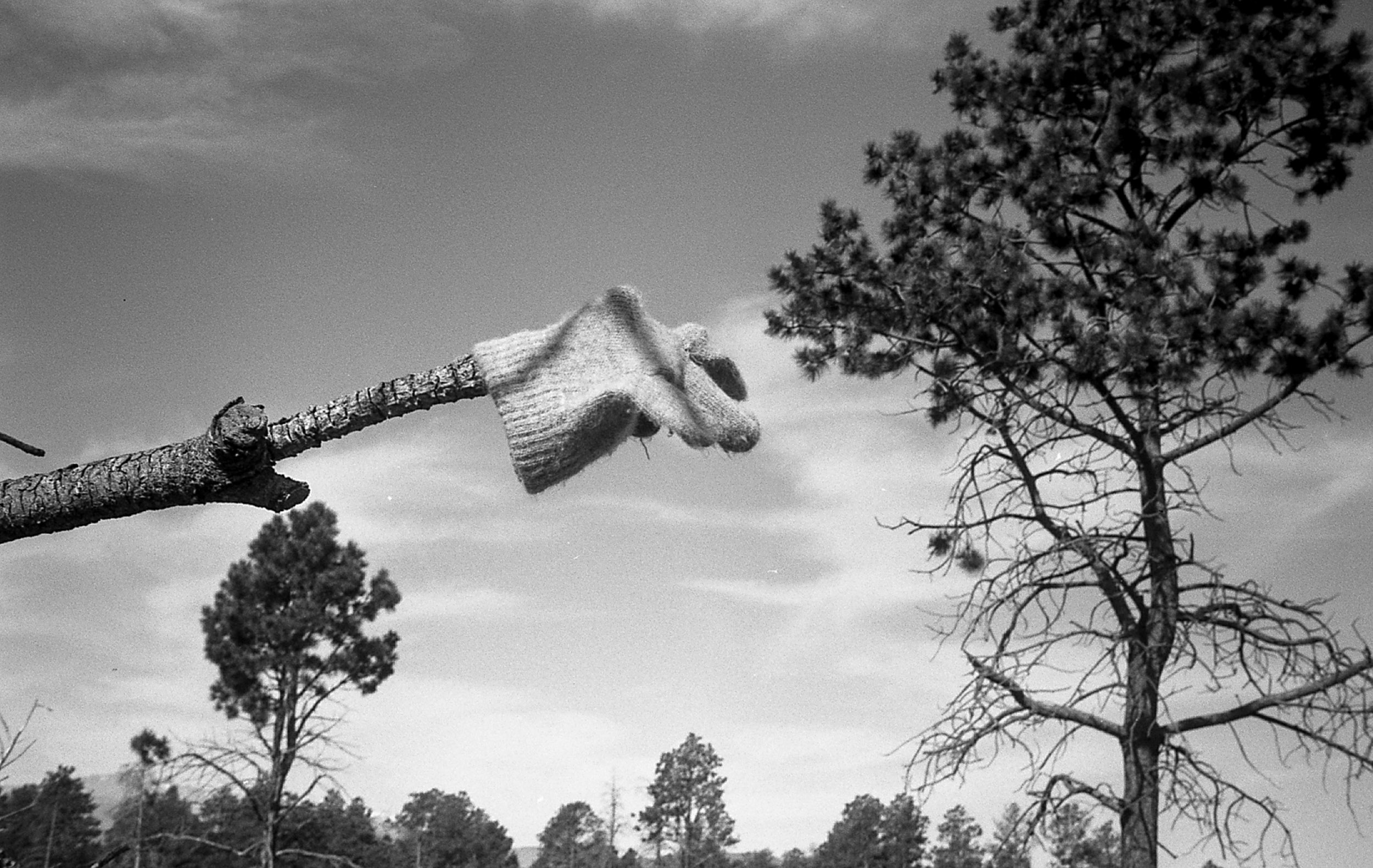 Out On a Limb Out On a Limb