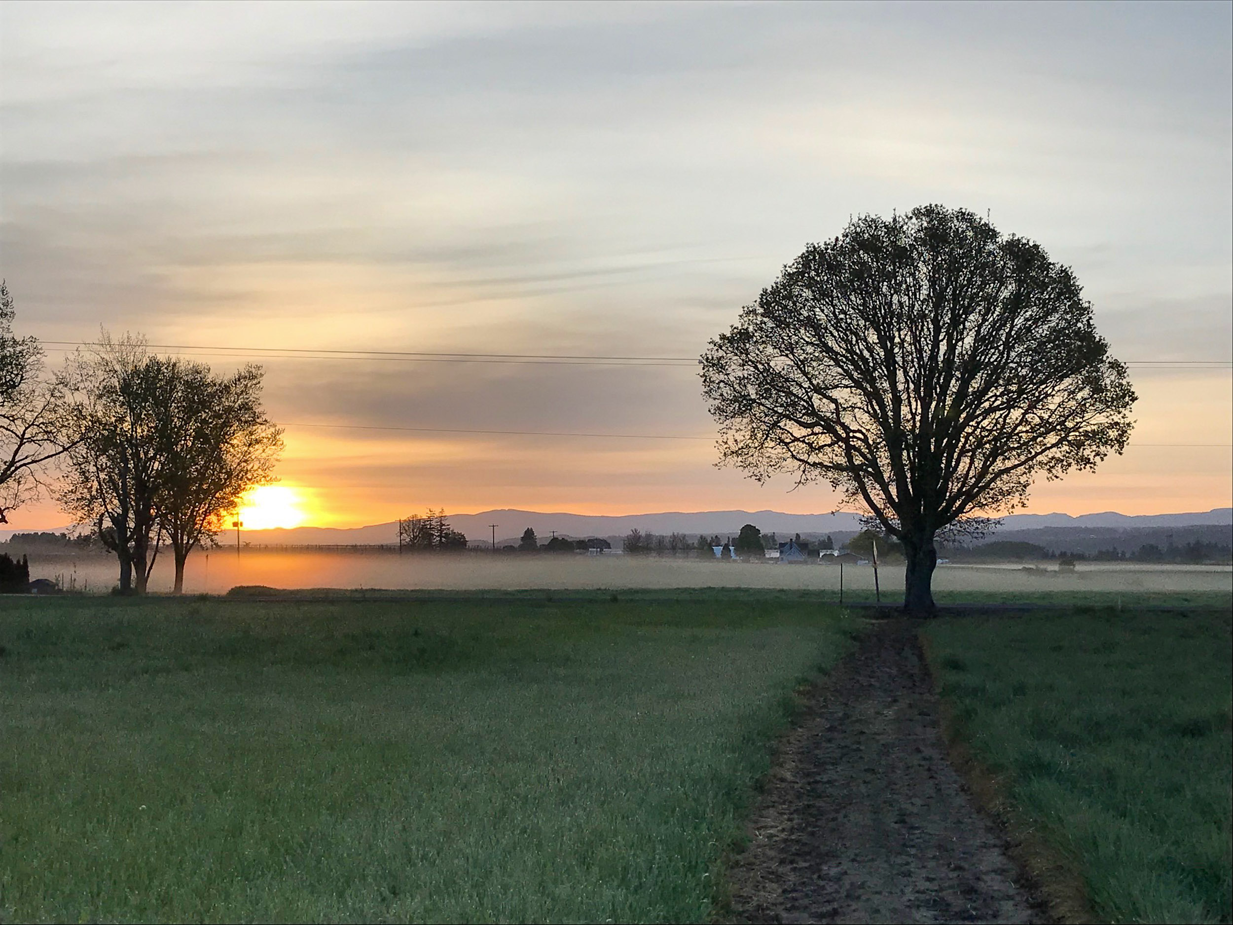 Like the Morning Mist