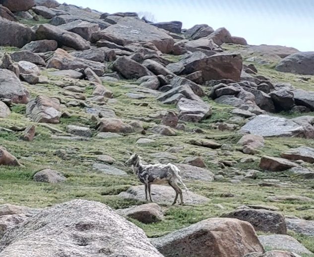 Sheep or Goat?