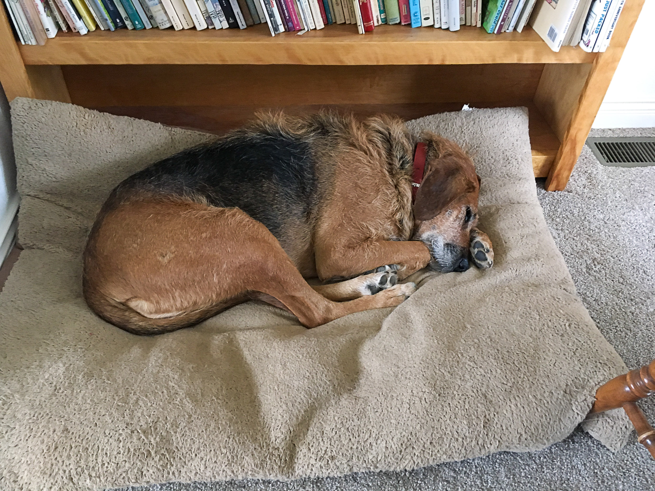 Let Sleeping Dogs Lie