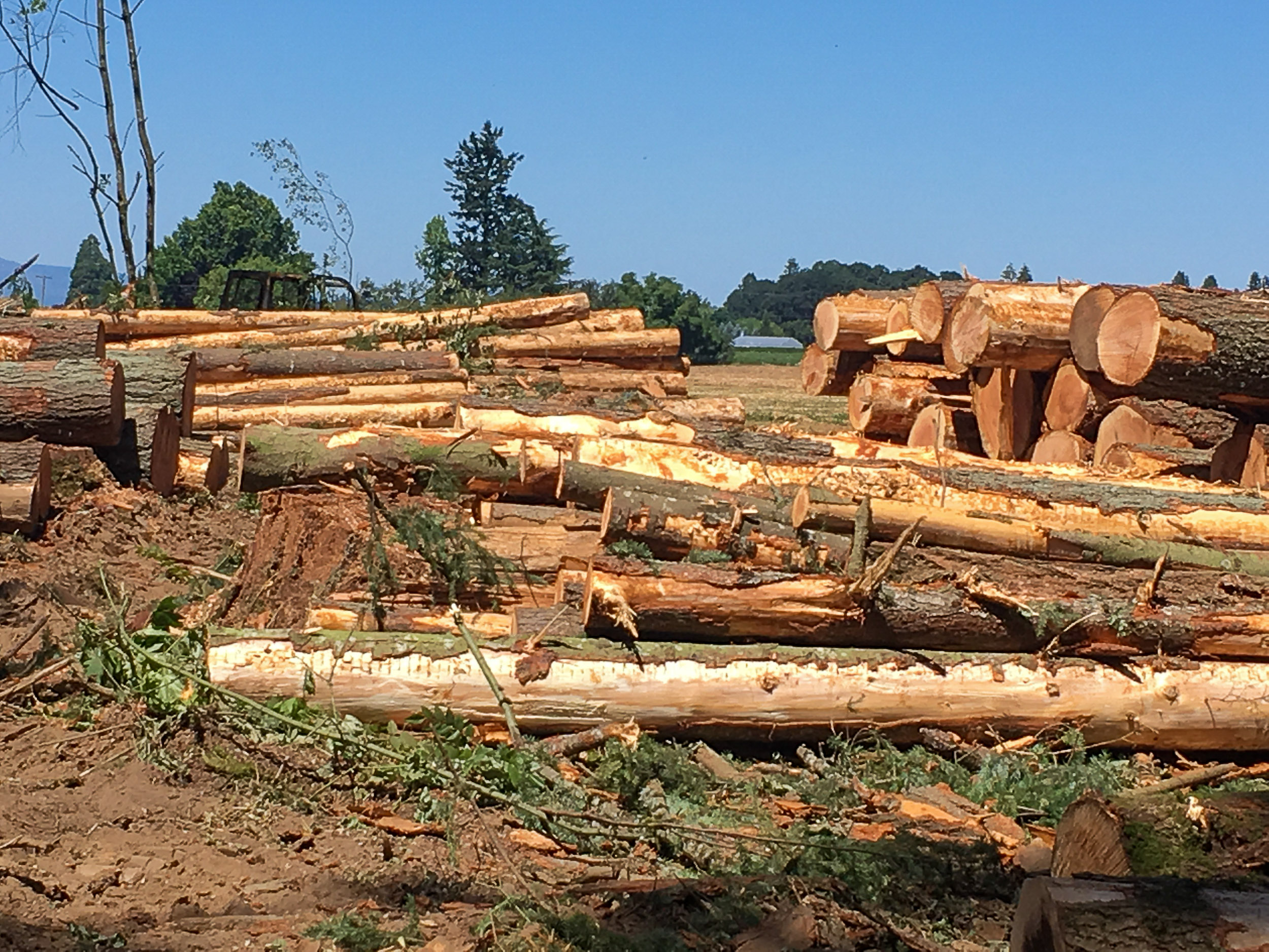 Down Timber Down Timber