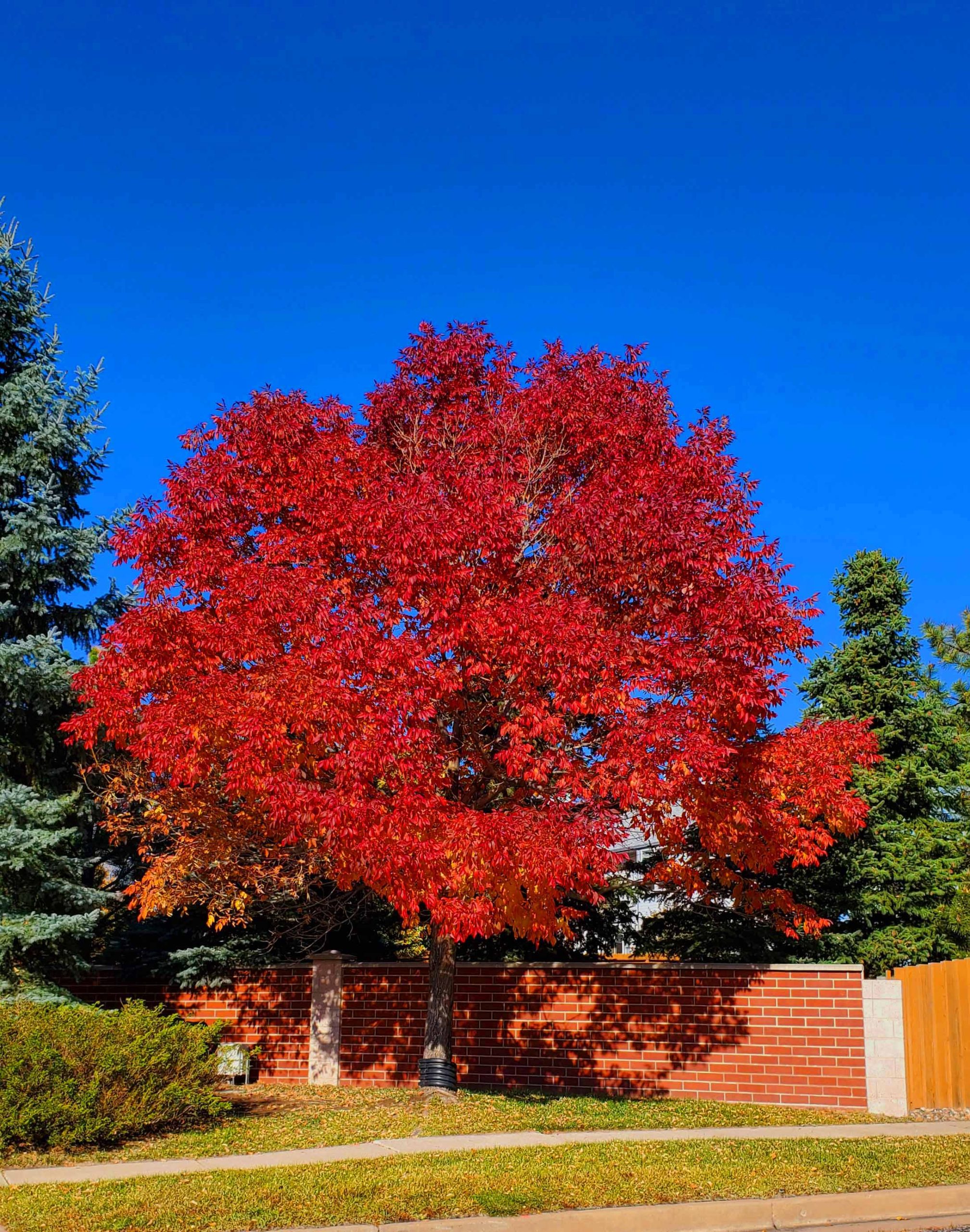 Red Leaf Alert!