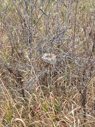 The Nest