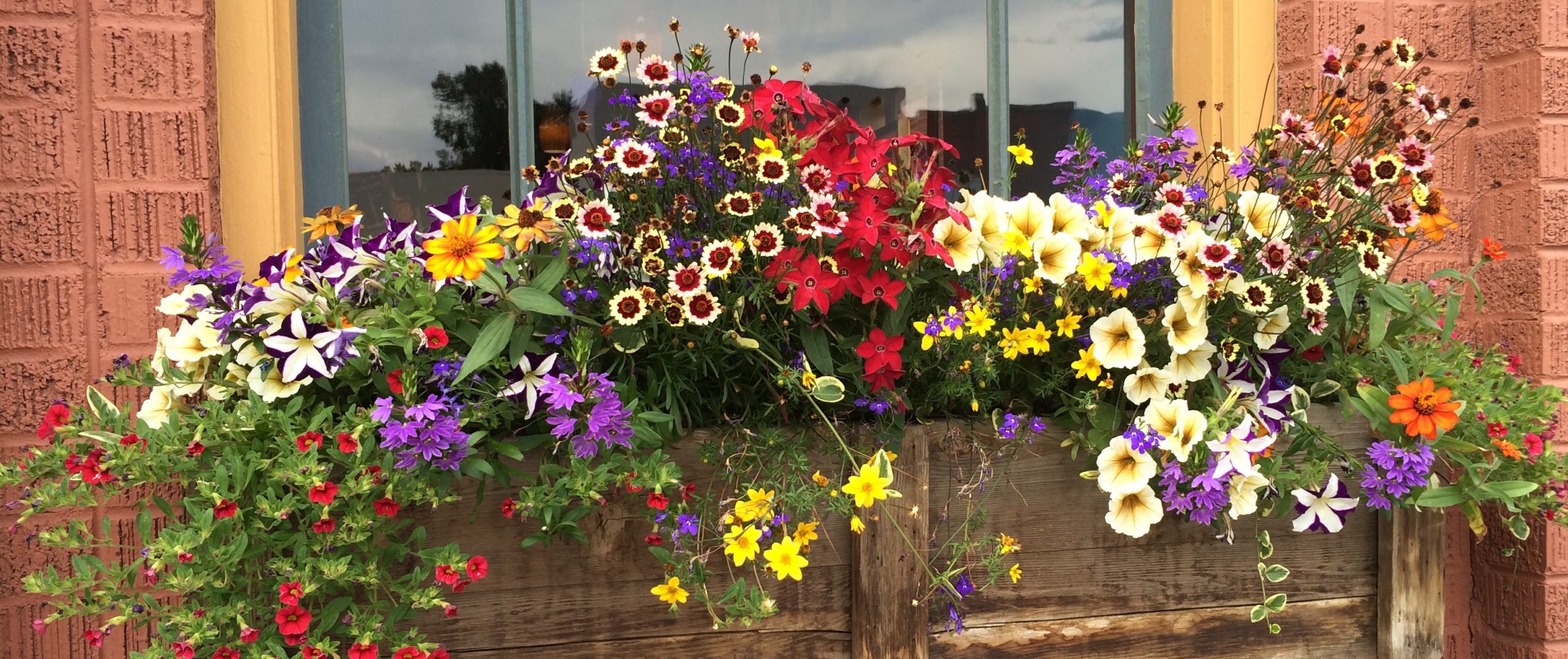 Blooming Out of Joy