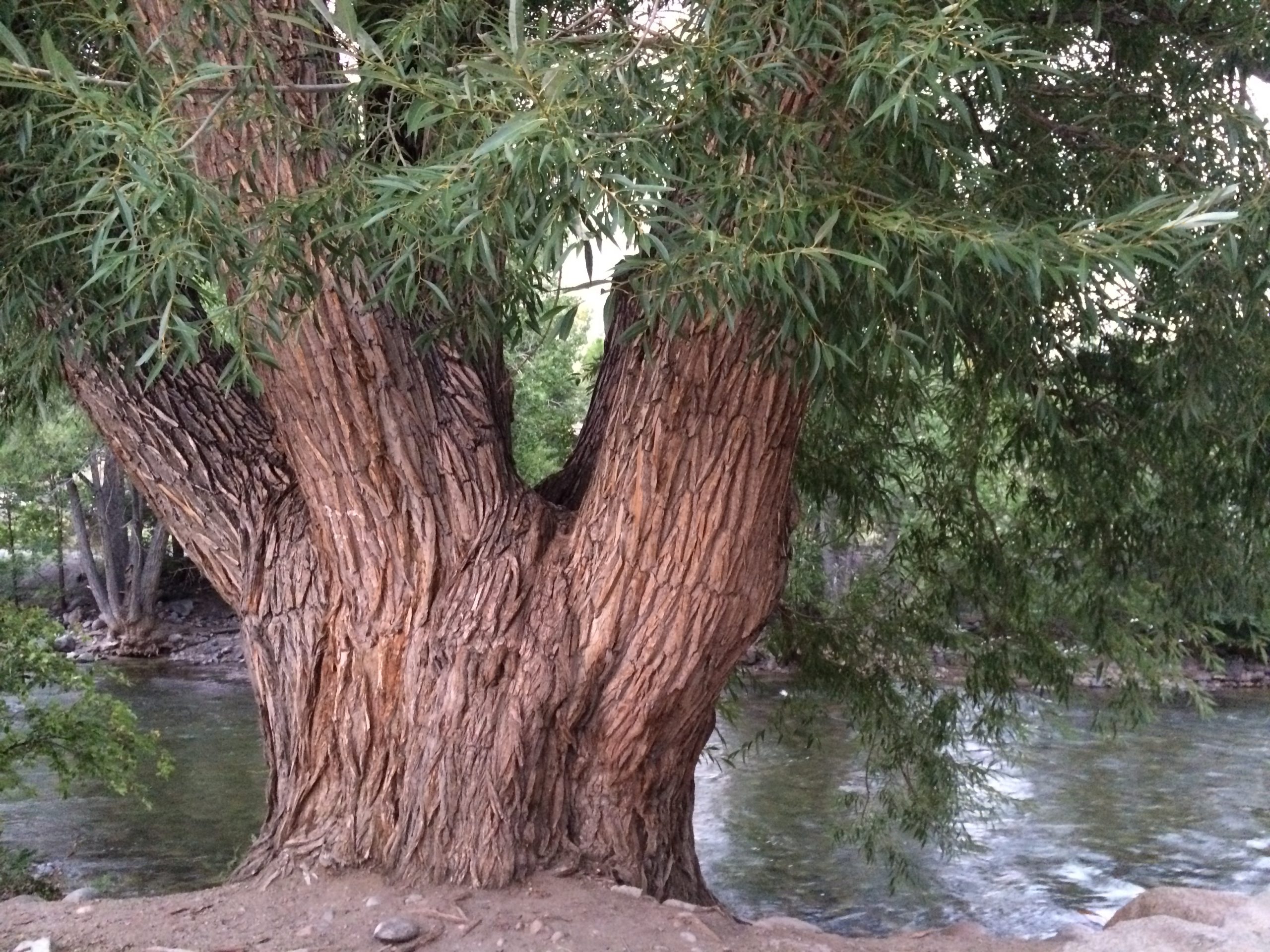 Growing Deep Roots Growing Deep Roots