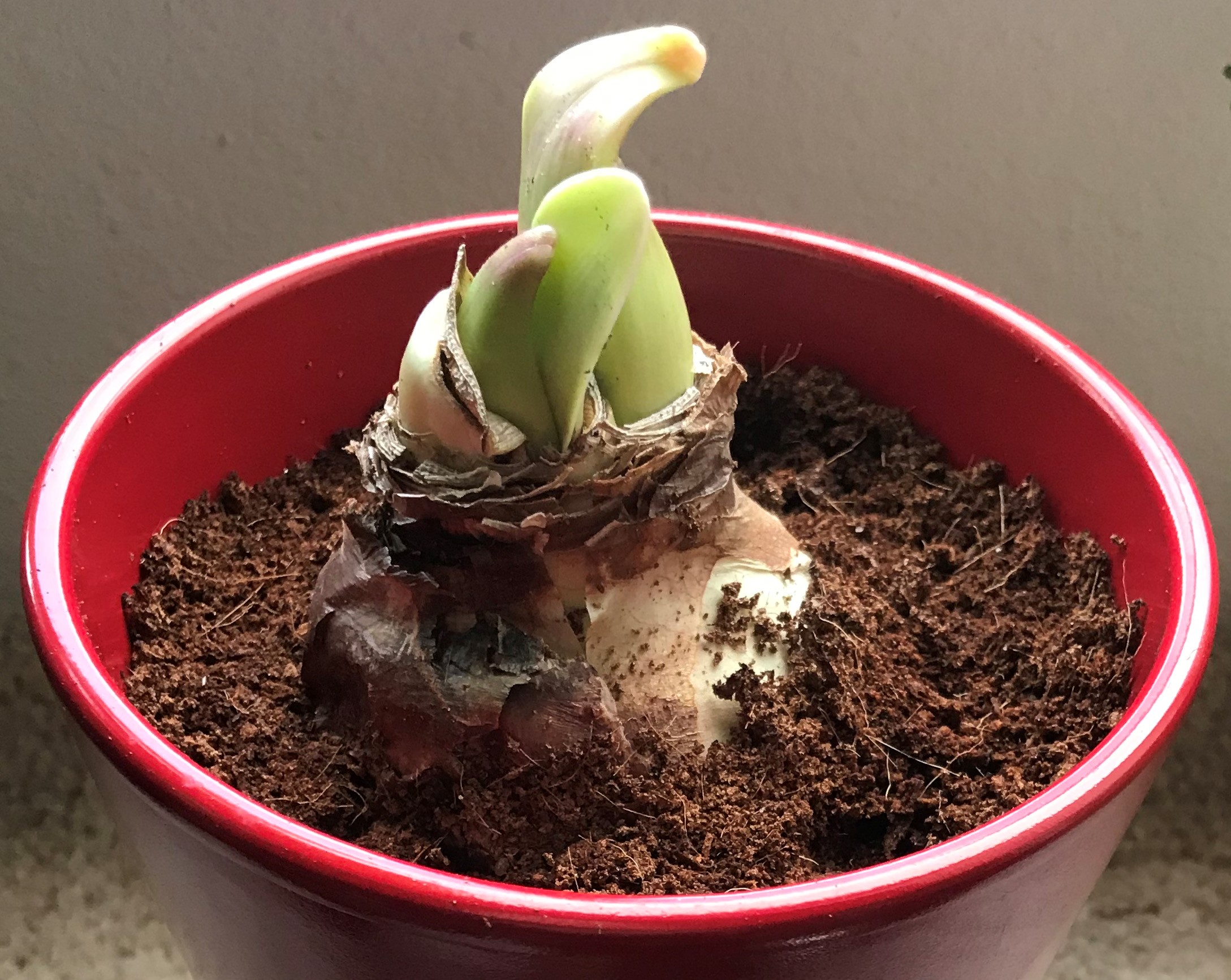 Deeply Rooted Deeply Rooted