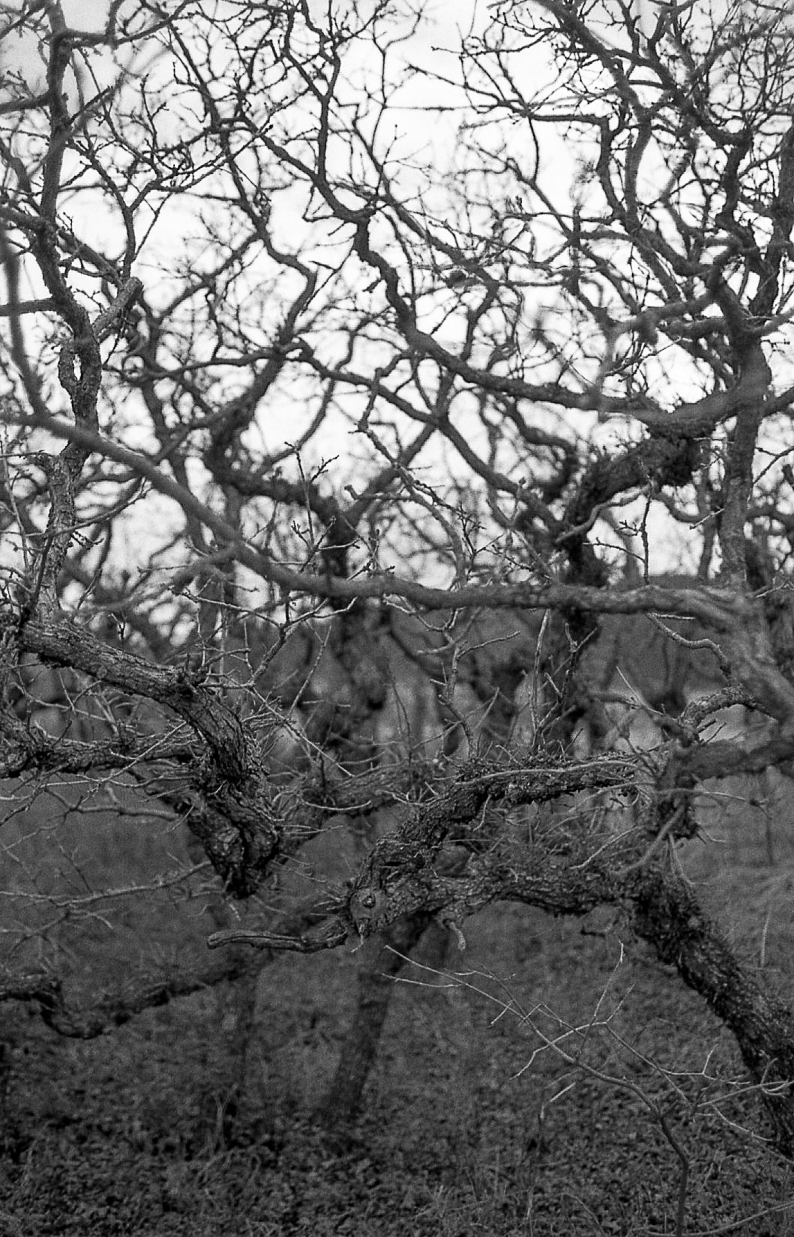 Beauty in the Tangled Mess Beauty in the Tangled Mess