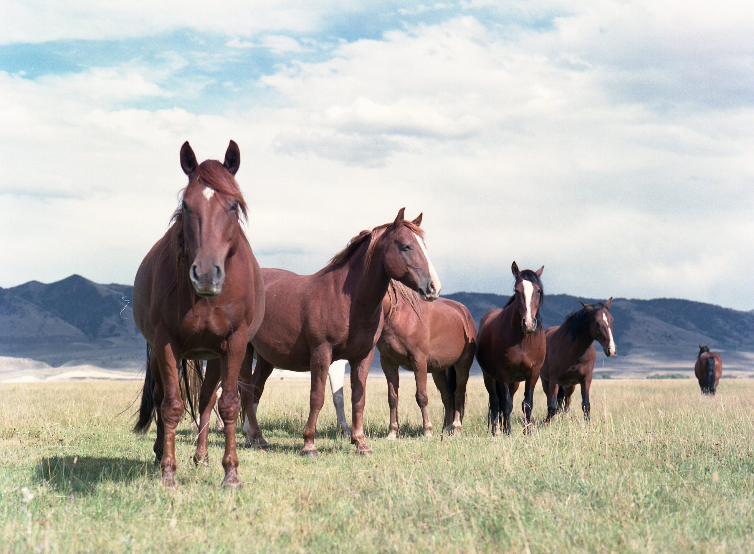 What’s Your Horse?