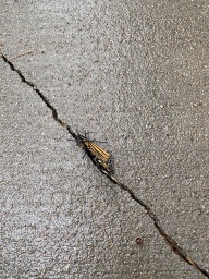 Wildlife Wildlife