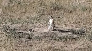 Prairie Dog Town
