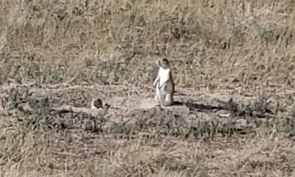 Prairie Dog Town