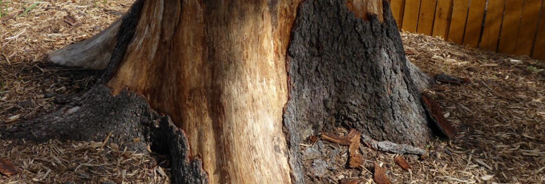 Out of a Stump…
