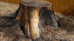 Out of a Stump…
