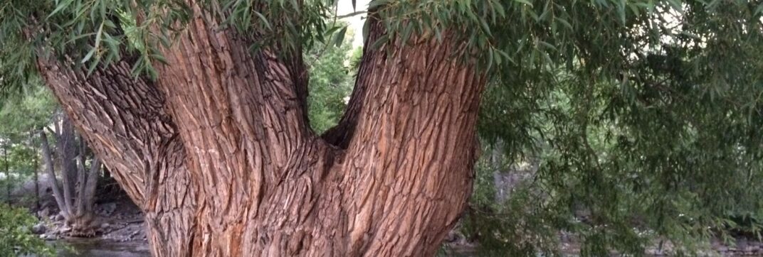 Rooted and Grounded and Thriving