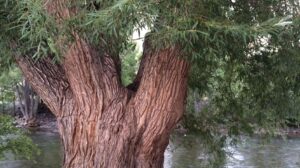 Rooted and Grounded and Thriving Rooted and Grounded and Thriving
