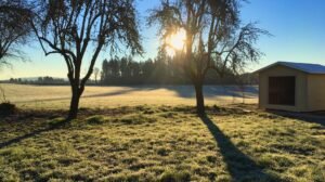 The New Day