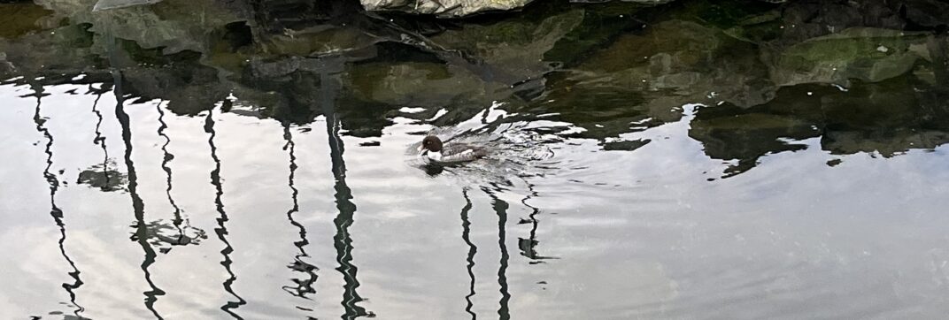 Ripples