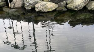 Ripples
