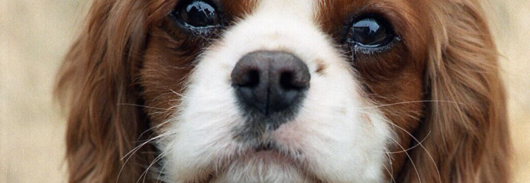 “Look into My Eyes!”