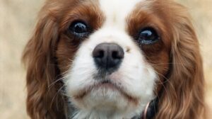 “Look into My Eyes!”