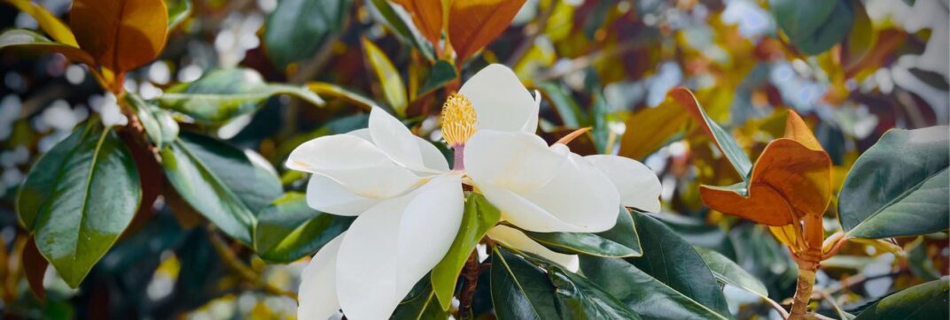 Blooming Where Planted