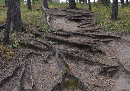 Your Roots are Showing