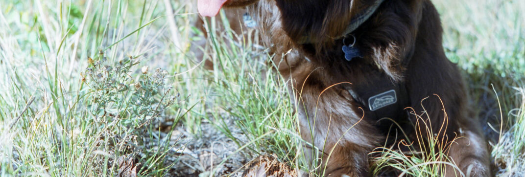 Everyone Needs a Hiking Buddy