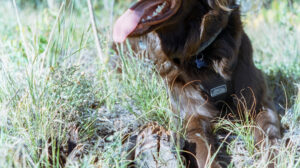 Everyone Needs a Hiking Buddy