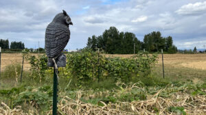 Guarding With Watchful Eye