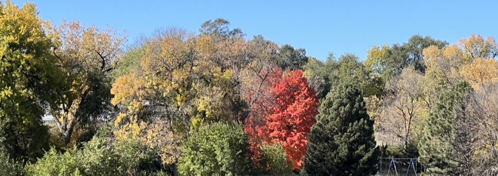 Prettiest Tree in Town