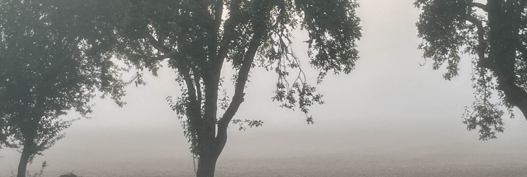 Through a Fog